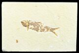Detailed Fossil Fish (Knightia) - Wyoming #176334-1